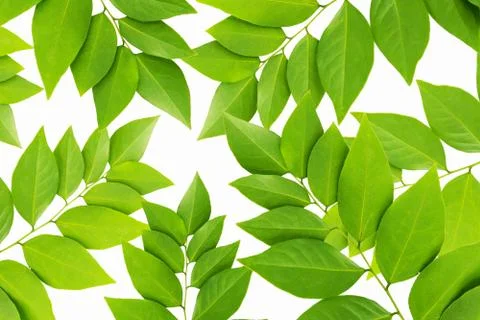 The Green leaf pattern on white background Foto stock