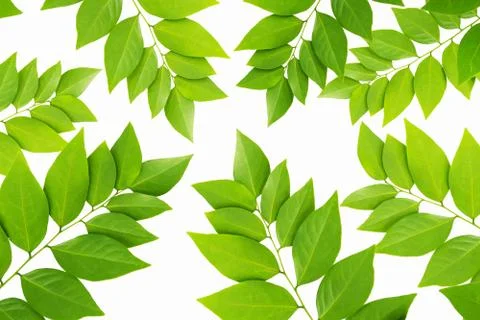 The Green leaf pattern on white background Foto stock