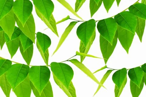 The Green leaf pattern on white background Foto stock