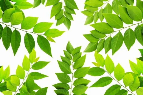 The Green leaf pattern on white background Stock Photos