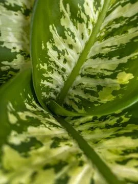 Green Leaf with Patterns Stock Photos