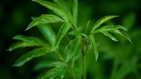 Green leaf peony after rain Stock Footage 112878379