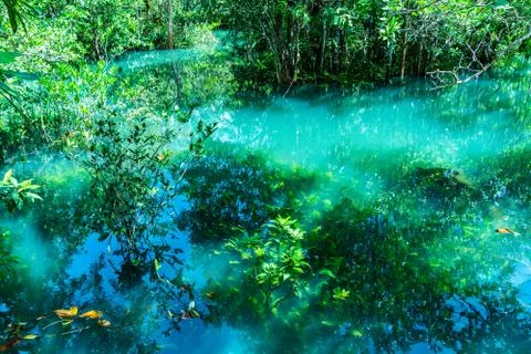 Green leaf in perfect swamp forest Stock-Fotos
