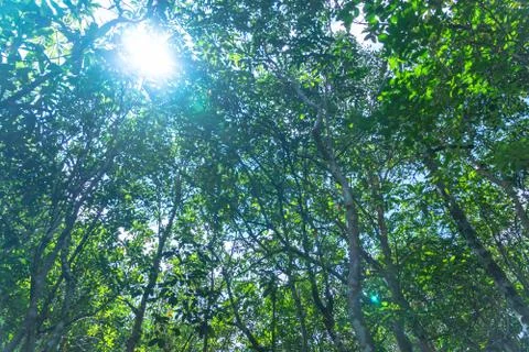 Green leaf in perfect swamp forest Stock Photos
