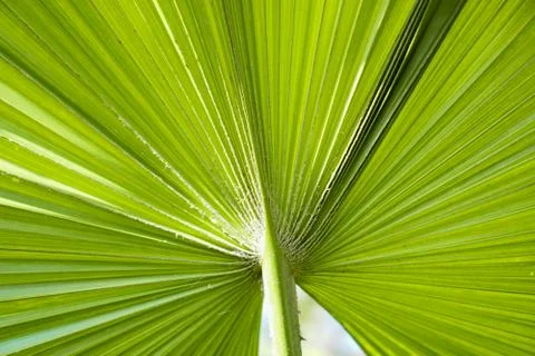 Green leaf petten texture background Stock Photos