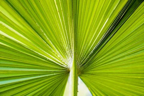 Green leaf petten texture background Stock Photos