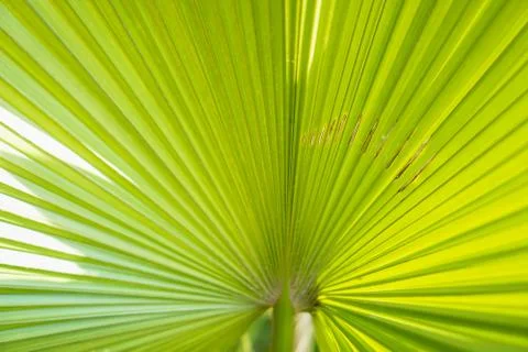 Green leaf petten texture background. Stock Photos