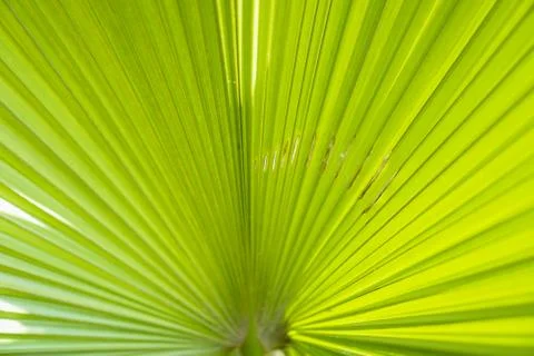 Green leaf petten texture background. Stock Photos