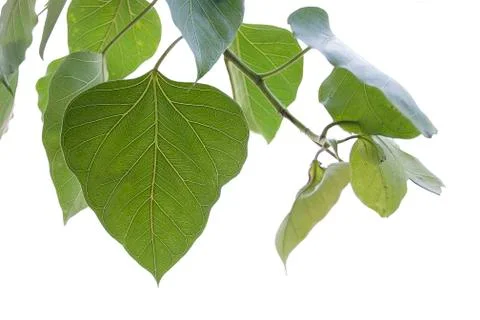 Green leaf Pho leaf, (bo leaf,bothi leaf) isolated on white background.Closeu Stock Photos