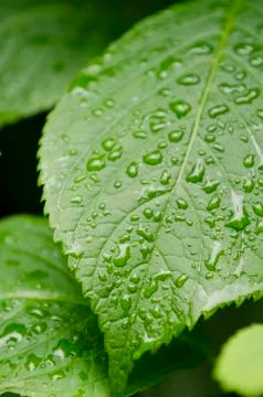 Green leaf Foto stock