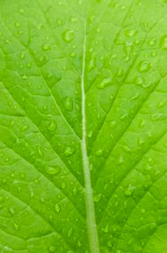 Green leaf Stock Photos