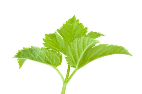 Green leaf Stock Photos