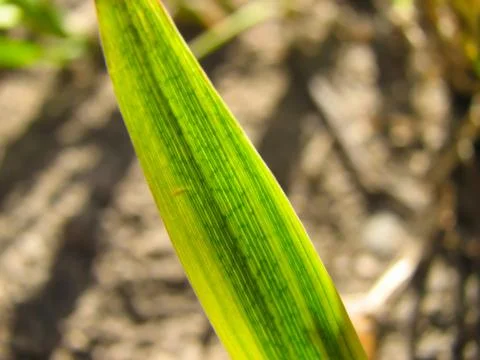 Green leaf Stock Photos