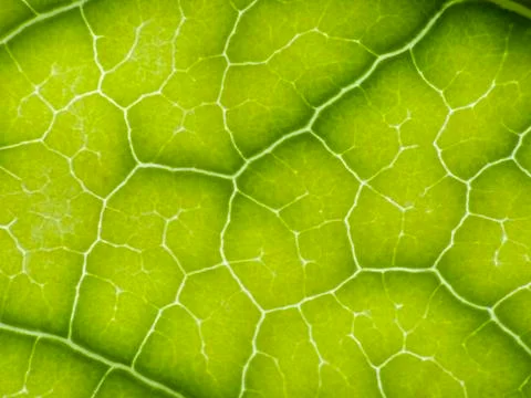 Green leaf Stock Photos