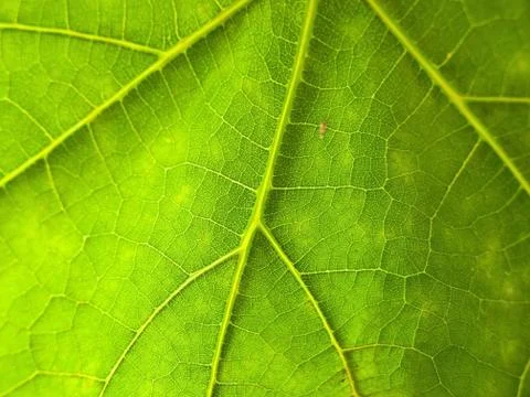 Green leaf 库存照片