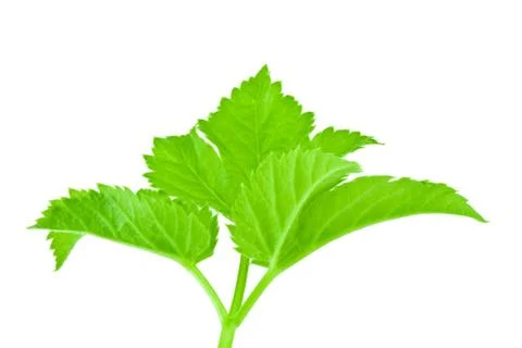 Green leaf Stock Photos
