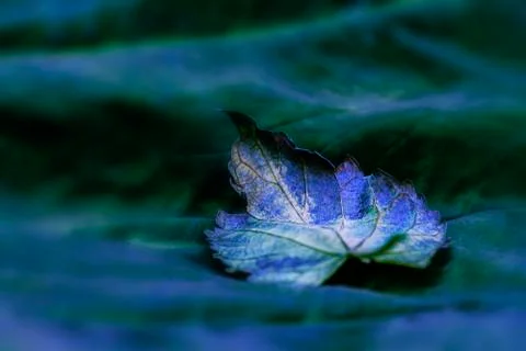 Green leaf Stock Photos