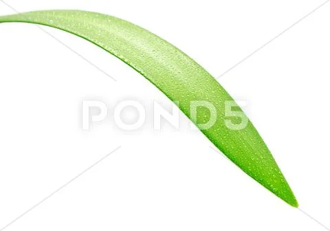 Green leaf Stock Photos