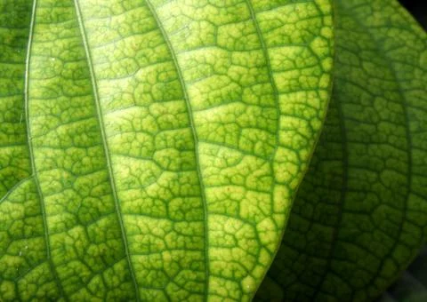 Green leaf Foto stock