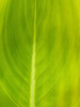 Green leaf Foto stock