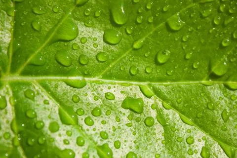 Green leaf Stock Photos