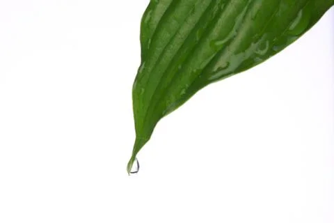 Green leaf Stock Photos