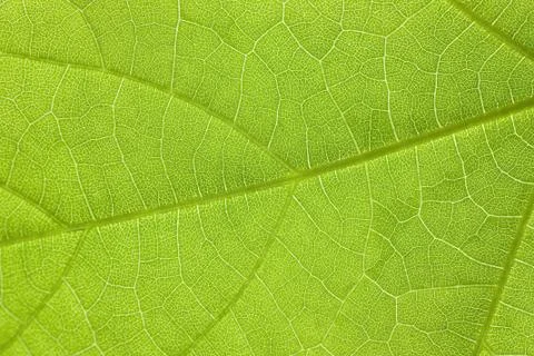 Green leaf Foto stock