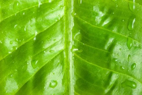 Green leaf Stock Photos