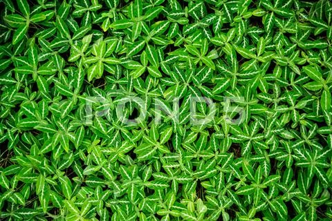 Green leaf Stock Photos