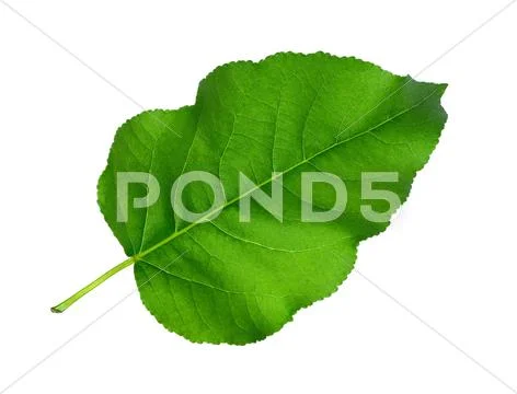 Green leaf Stock Photos