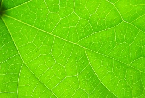 Green leaf Stock Photos