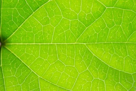 Green leaf Stock Photos