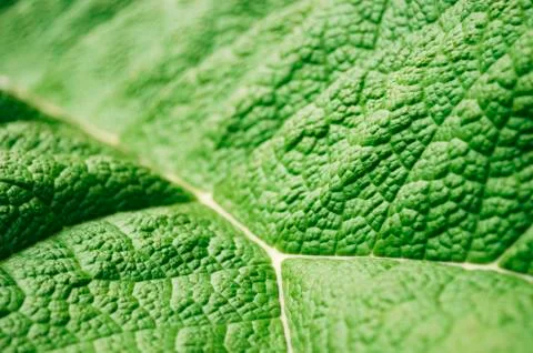 Green leaf Stock Photos