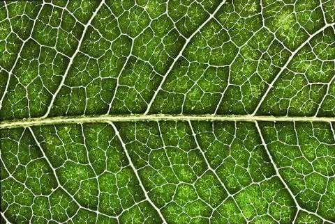 Green leaf Stock Photos