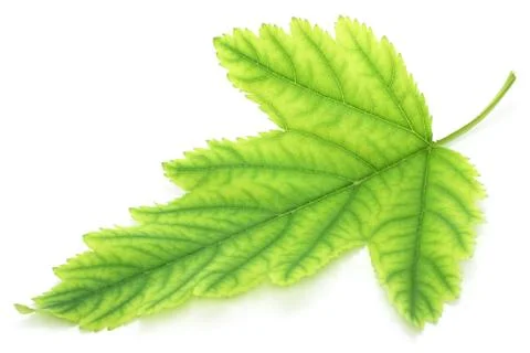 Green leaf Stock Photos