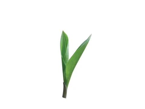 Green  leaf Stock Photos