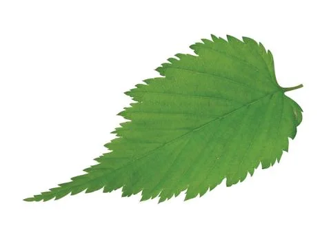 Green  leaf 写真素材