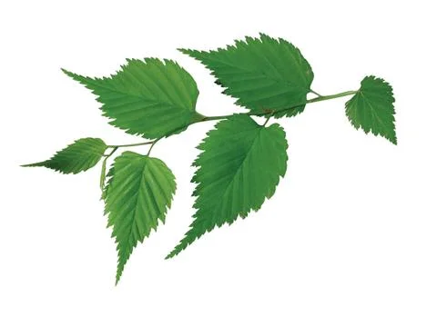 Green  leaf Stock Photos