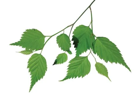 Green  leaf Stock Photos