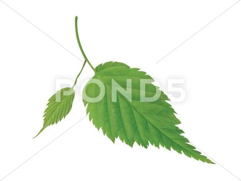 Green leaf Stock Photos