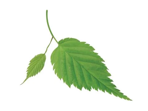 Green  leaf 스톡 사진