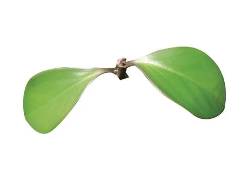 Green  leaf Stock Photos