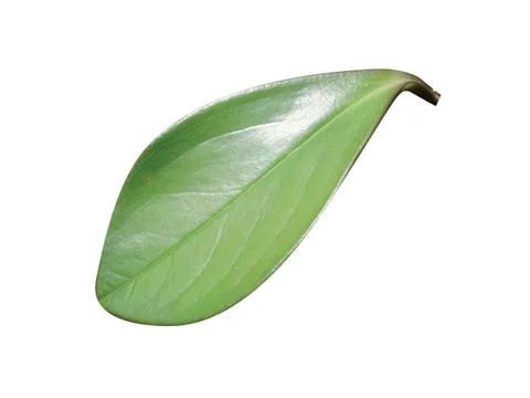 Green  leaf Stock Photos