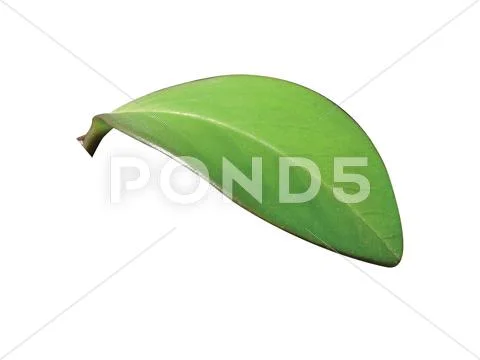 Green leaf Stock Photos