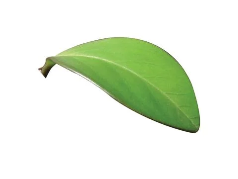 Green  leaf Stock Photos