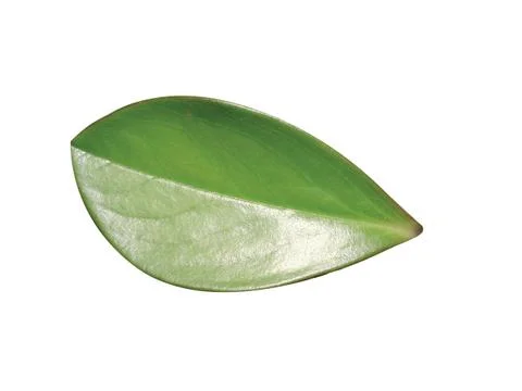 Green  leaf 스톡 사진