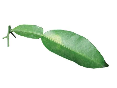 Green  leaf Stock Photos