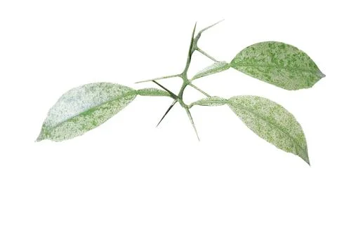 Green  leaf Foto stock