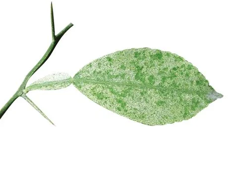 Green  leaf Stock Photos