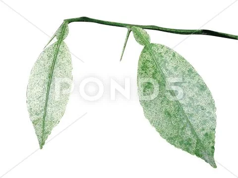 Green leaf Stock Photos